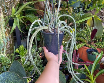 Large Senecio Stapeliiformis ‘Pickle Plant’ Rare Succulent Live Plant