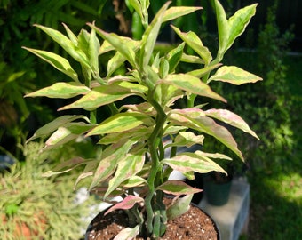 Pedilanthus Tithymaloides Variegated Pink ‘Devil’s Backbone’ Rare Succulent Live Plant