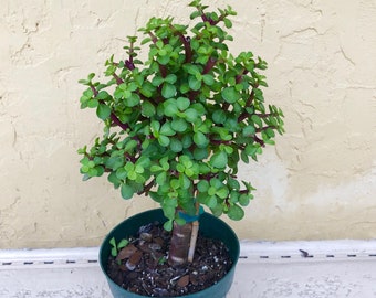 Dwarf Jade Bonsai Portulacaria Afra Tree Rare Live Plant