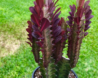 Euphorbia Trigona CV. Royal Red Rubra Cactus Rare Succulent Live Cacti Plant