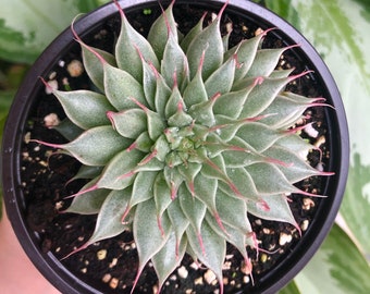 Graptoveria Silver Star Rare Succulent Live Plant