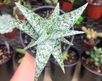 Aloe White Fox Rare Succulent Live Plant