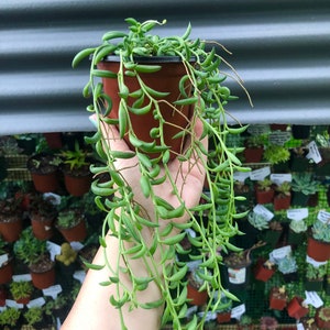 String Of Bananas Rare Succulent Live Plant