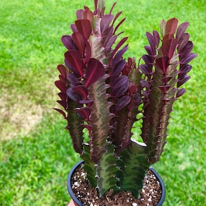 Euphorbia Trigona CV. Royal Red Rubra Cactus Rare Succulent Live Cacti Plant