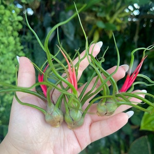 Tillandsia Bulbosa ‘ Alíen Air Plant ‘