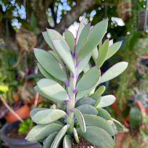 Senecio Crassissimus Purple Vertical Leaf Lavender Steps Rare Succulent Live Plant