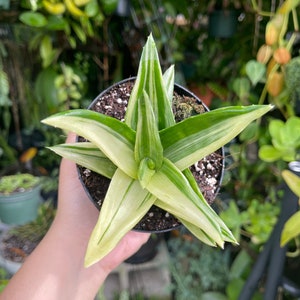 Variegated Aloe Walmsley's Bronze Rare Succulent Live Plant