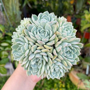 Echeveria Elegans Cluster Rare Succulent Live Plant