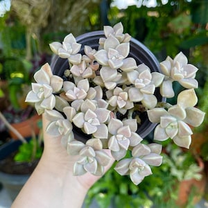 Graptopetalum Cream Cluster Rare Succulent Live Plant