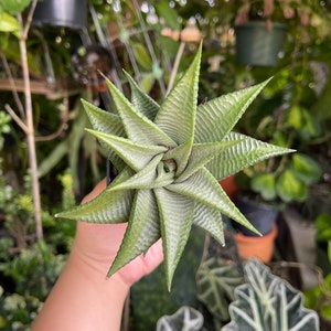 Haworthiopsis Limifolia Rare Succulent Live Plant