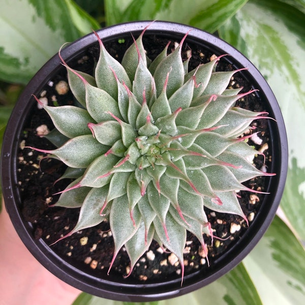 Graptoveria Silver Star Rare Succulent Live Plant