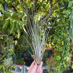 Large Tillandsia Juncea Live Air Plant