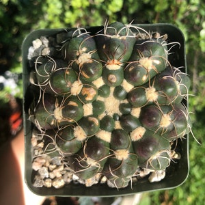 Gymnocalycium Denudatum Spider Cactus Rare Succulent Live Cacti Plant