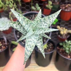 Aloe White Fox Rare Succulent Live Plant