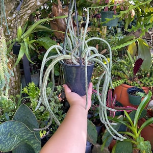 Large Senecio Stapeliiformis ‘Pickle Plant’ Rare Succulent Live Plant