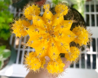 Yellow Grafted Moon Cactus Rare Succulent Live Cacti Plant
