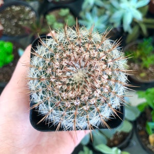 Mammillaria Round Ball Cactus Rare Succulent Live Plant