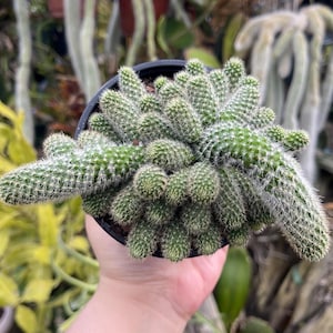 May include: A green cactus plant with small, cylindrical segments and white spines, held in a black pot. The plant has a dense, textured appearance, with multiple stems radiating outwards. The background is blurred with other plants.