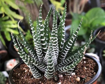 Zebra Haworthia Fasciata Rare Succulent Live Plant