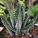 see more listings in the Haworthia section