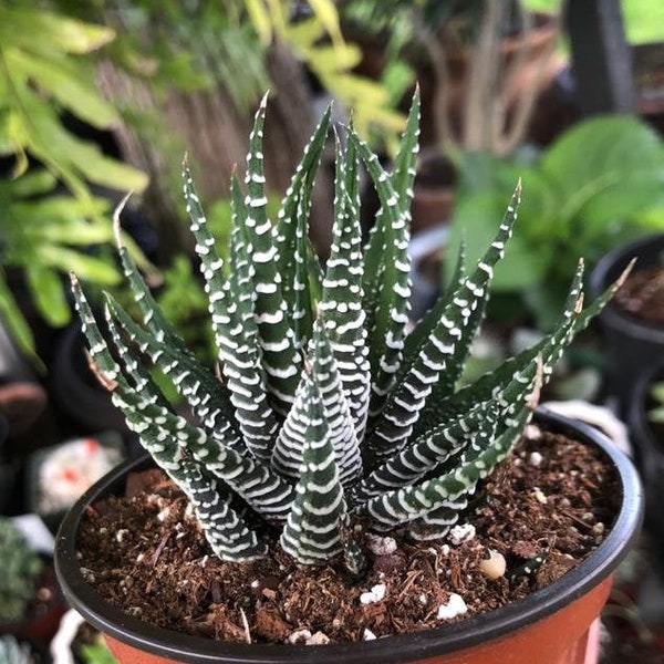 Zebra Haworthia Fasciata Rare Succulent Live Plant