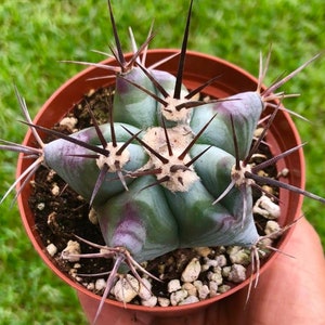 Purple Variegated Ferocactus Emoryi Covillei Blue Barrel Cactus Rare Succulent Live Plant