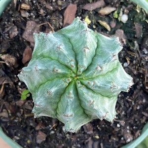 Euphorbia Horrida ‘ Rock ‘ Cactus Rare Succulent Live Cacti Plant