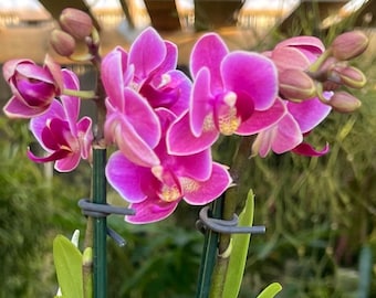 Mini Phalaenopsis Aphrodite Moth Orchid Live Plant