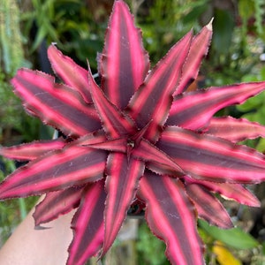 Cryptanthus Earth Star Rare Succulent Live Plant image 4