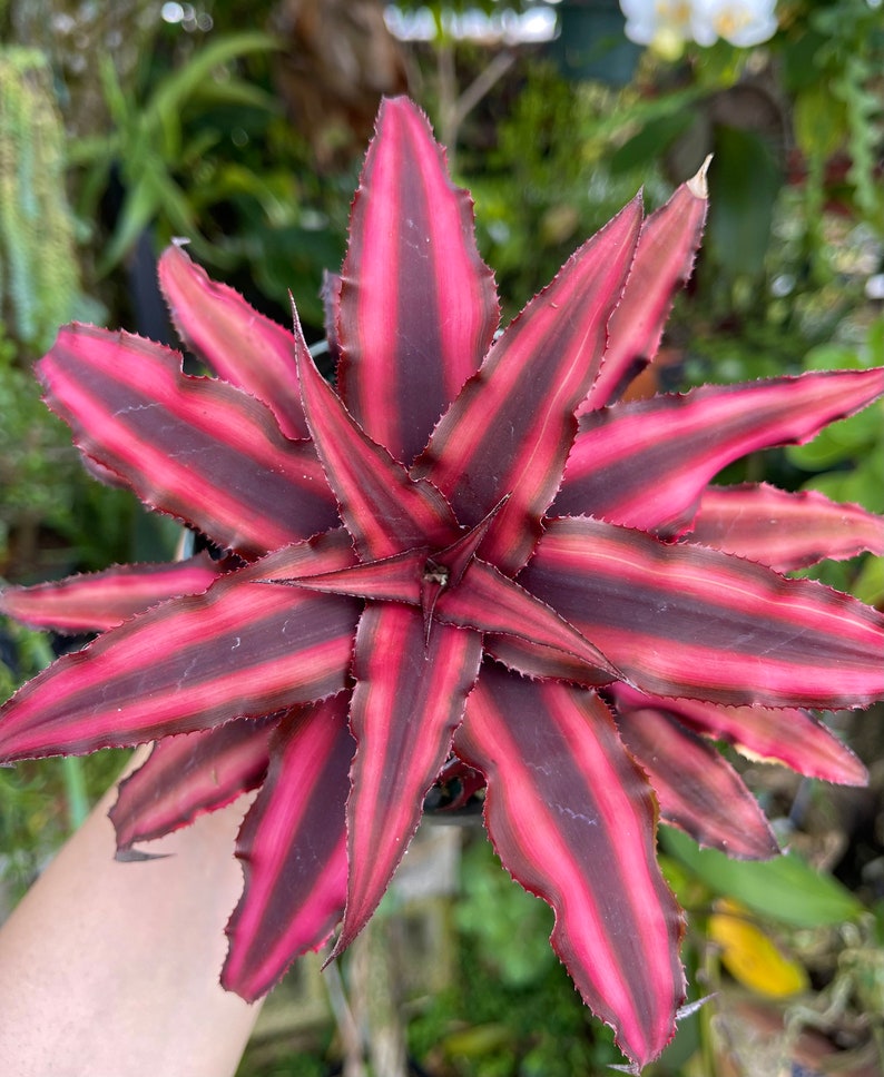 Cryptanthus Earth Star Rare Succulent Live Plant image 4