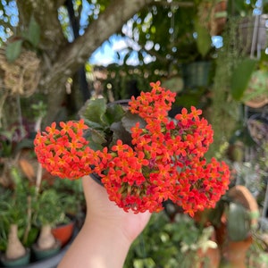 Kalanchoe Blossfeldiana Flaming Katy Rare Succulent Live Plant image 6