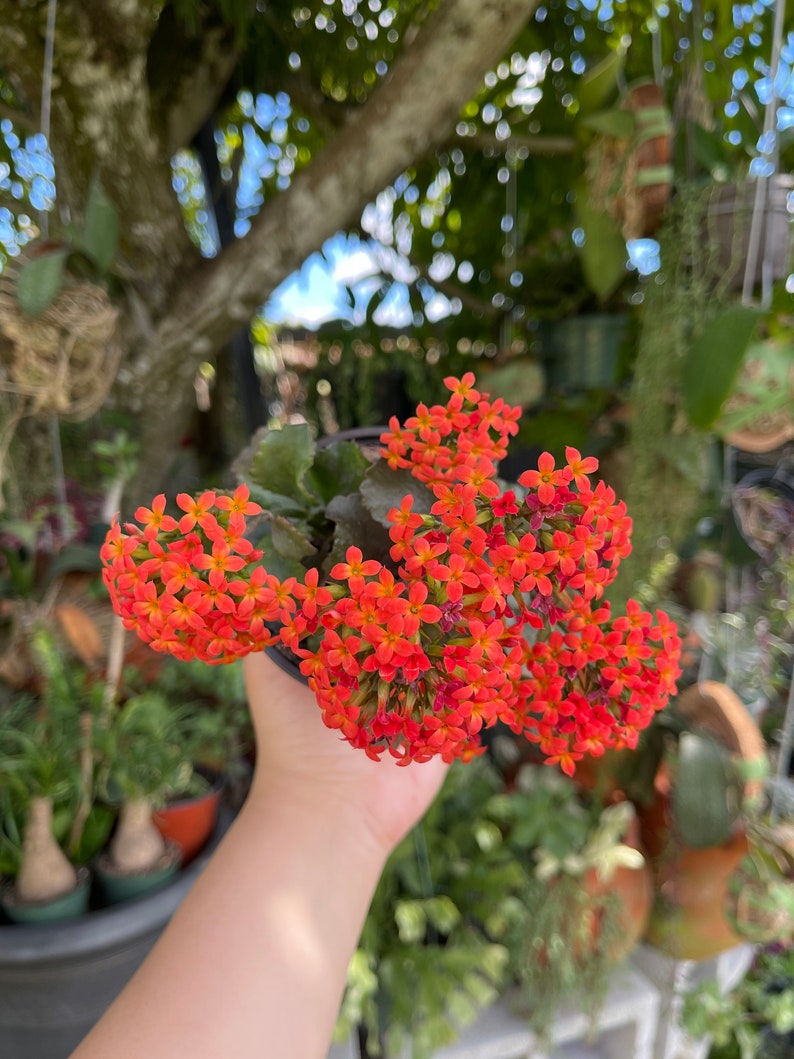 Kalanchoe Blossfeldiana Flaming Katy Rare Succulent Live Plant image 6