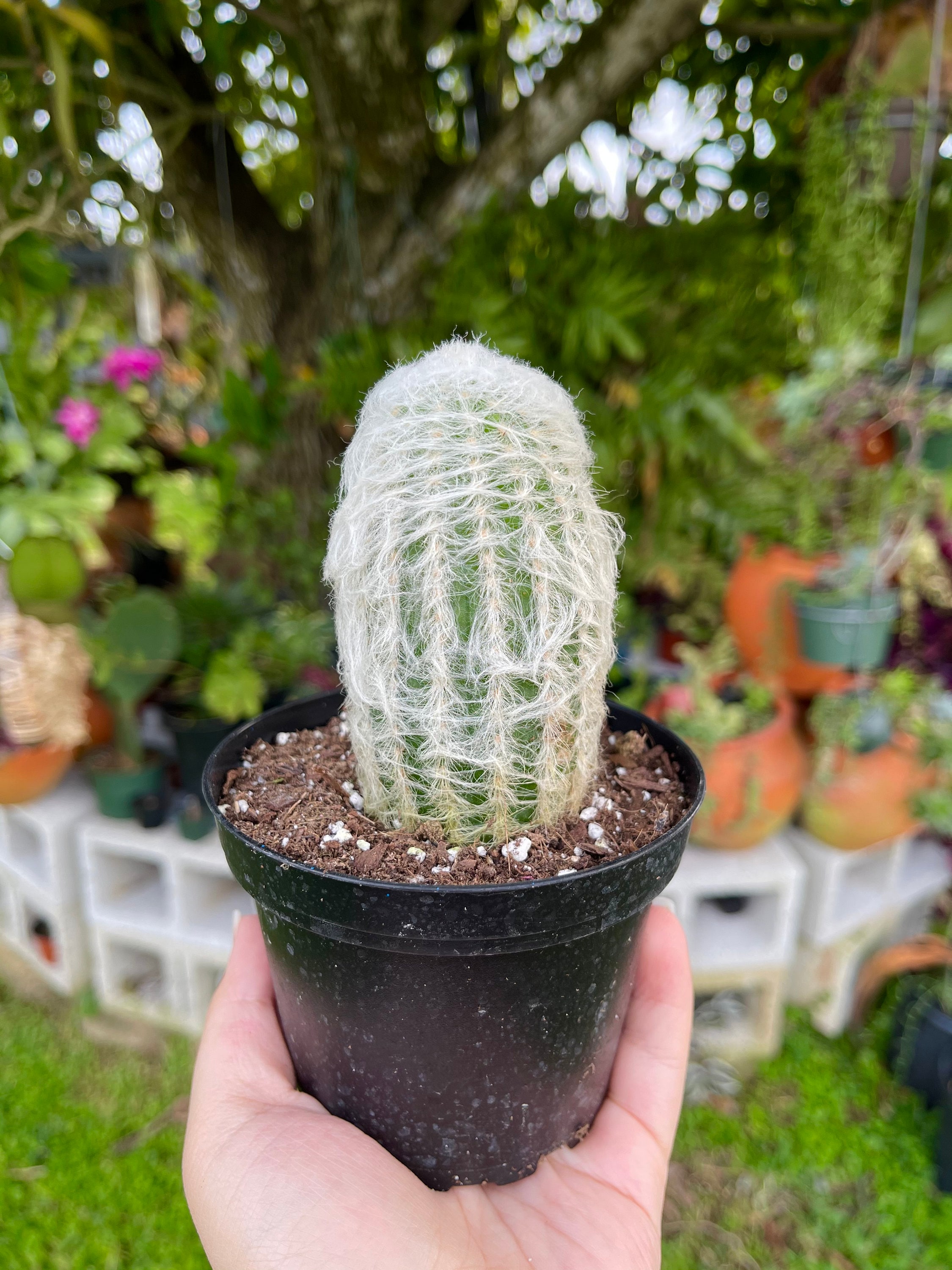 Espostoa Melanostele Peruvian Old Lady Cactus Rare Succulent Cacti Live  Plant - Etsy