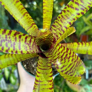 Neoregelia Yellow Stripe Rare Bromeliad Live Plant image 3