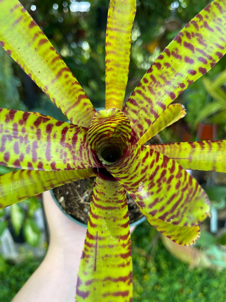 Neoregelia Yellow Stripe Rare Bromeliad Live Plant image 3