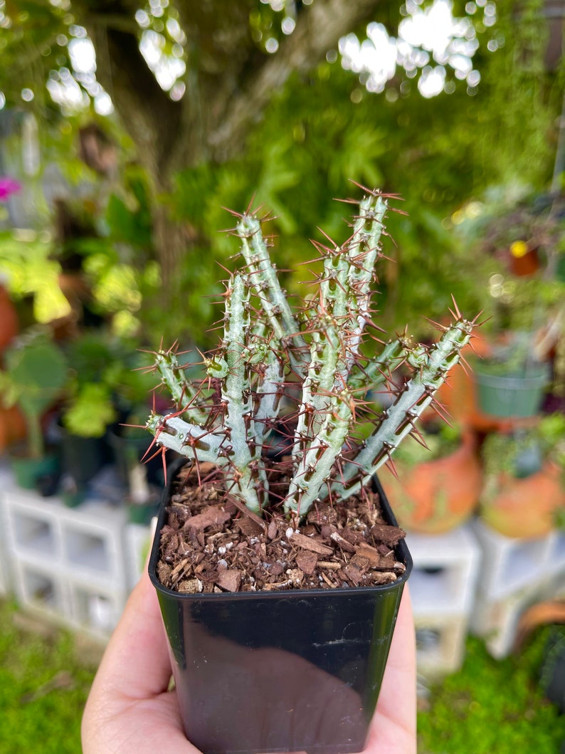 Euphorbia Aeruginosa Rare Succulent Live Cacti Plant 画像 1