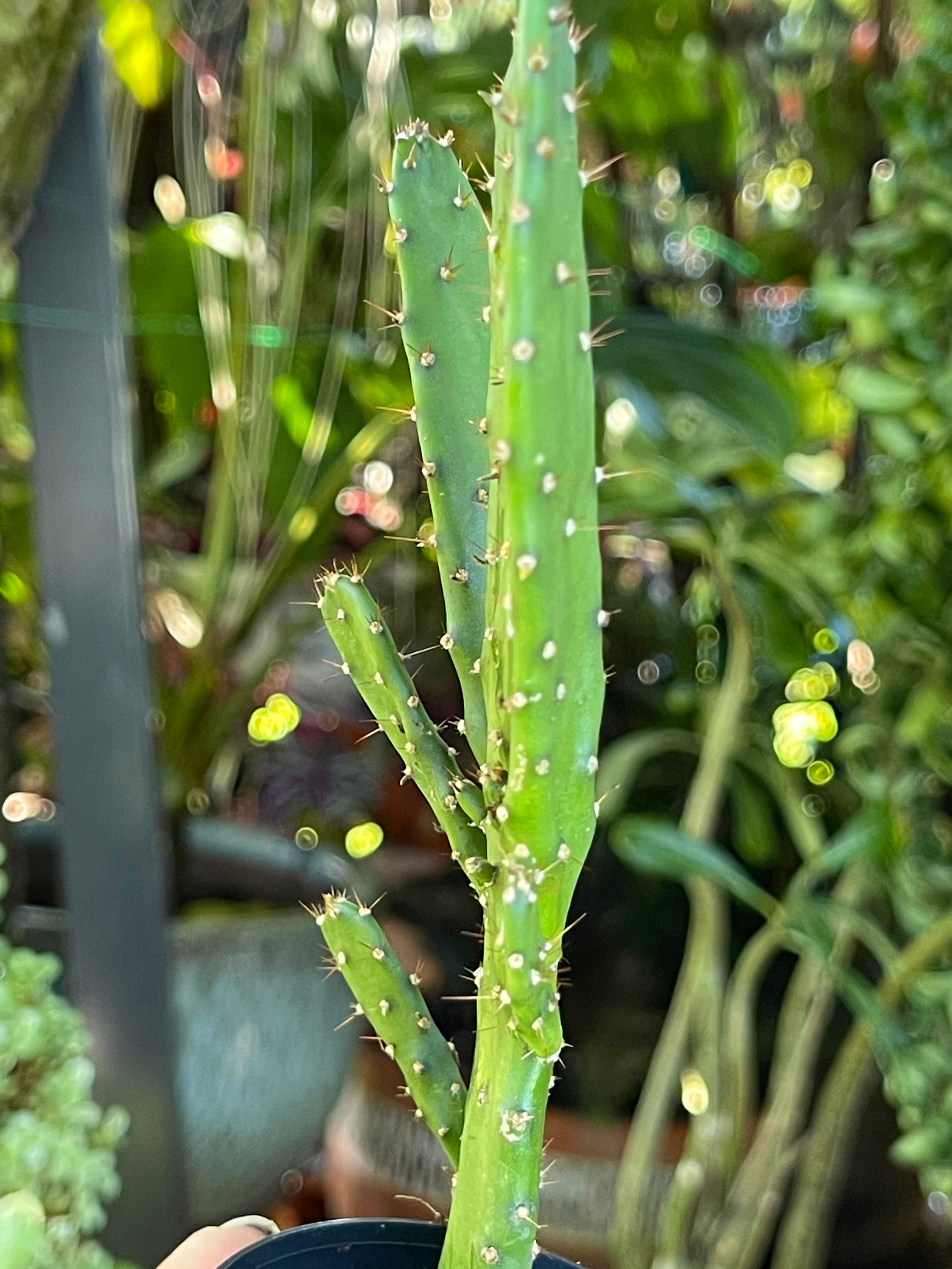 Opuntia Monacantha Maverick Cactus Rare Succulent Live Etsy