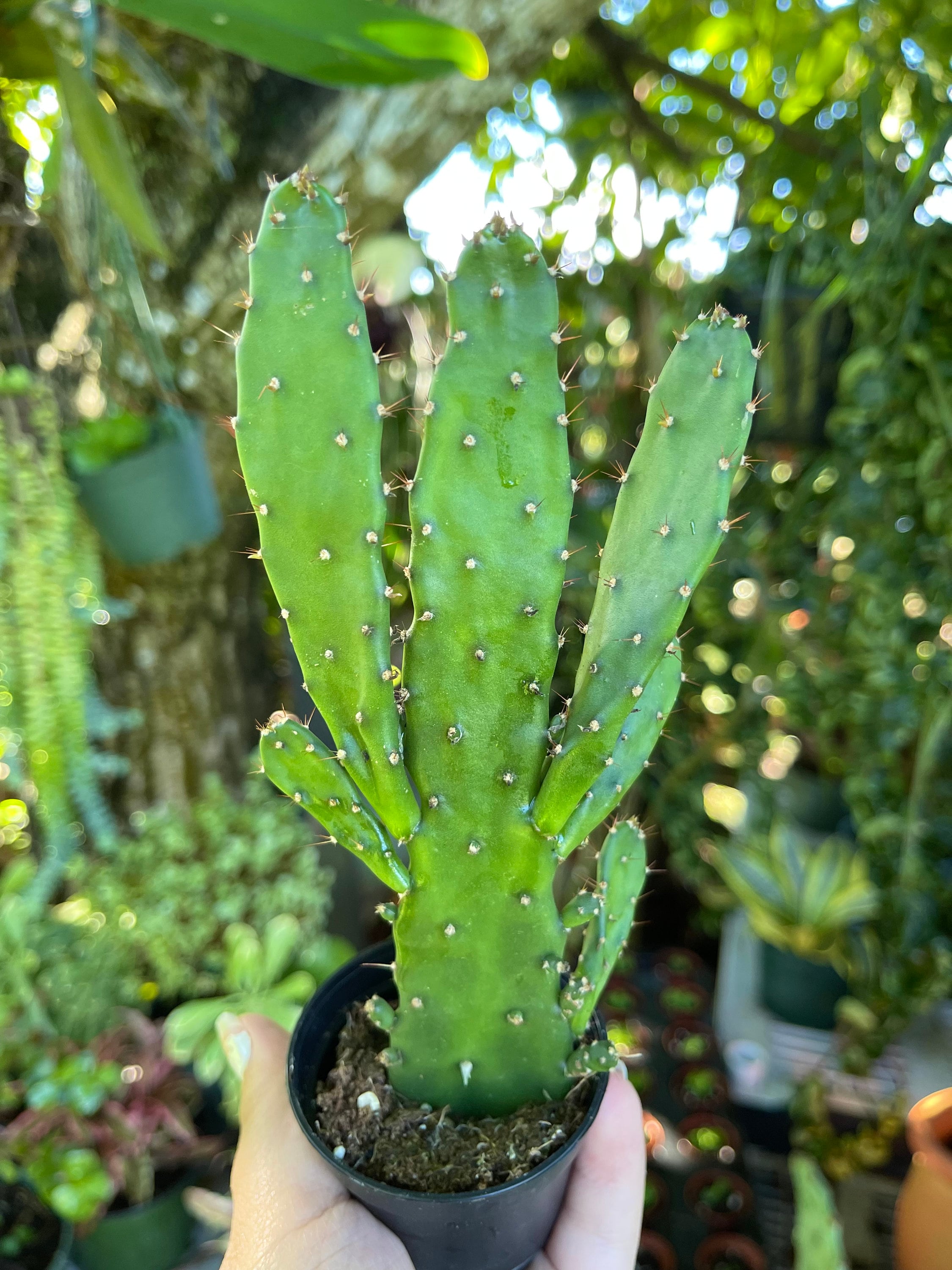 Opuntia Monacantha Maverick Cactus Rare Succulent Live Etsy
