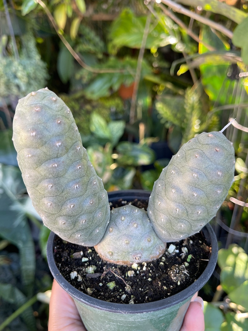LilyParadiseFlowers Tephrocactus Articulatus Pine Cone Cactus - Thumbnail 5