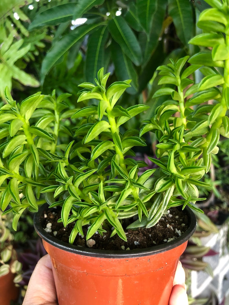 Peperomia Axillaris Prayer Plant Rare Succulent Live Plant