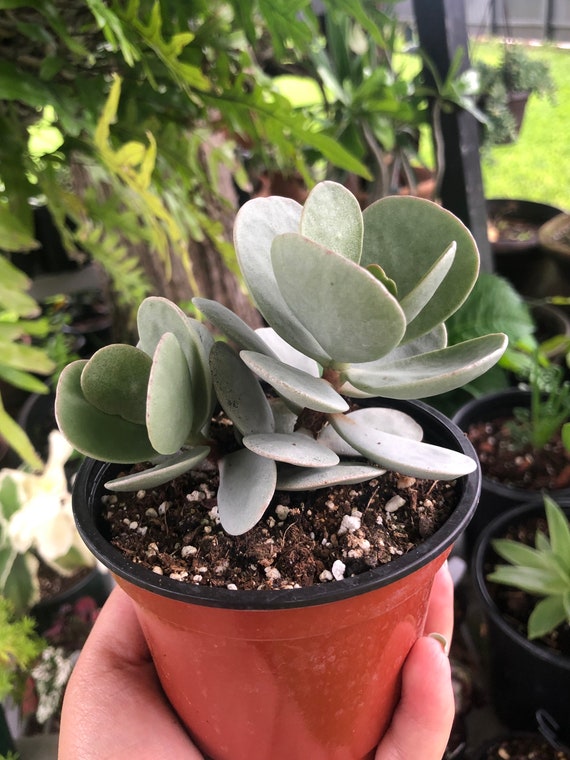 Crassula Arborescens Silver Dollar Jade Rare Succulent Live Plant - Etsy