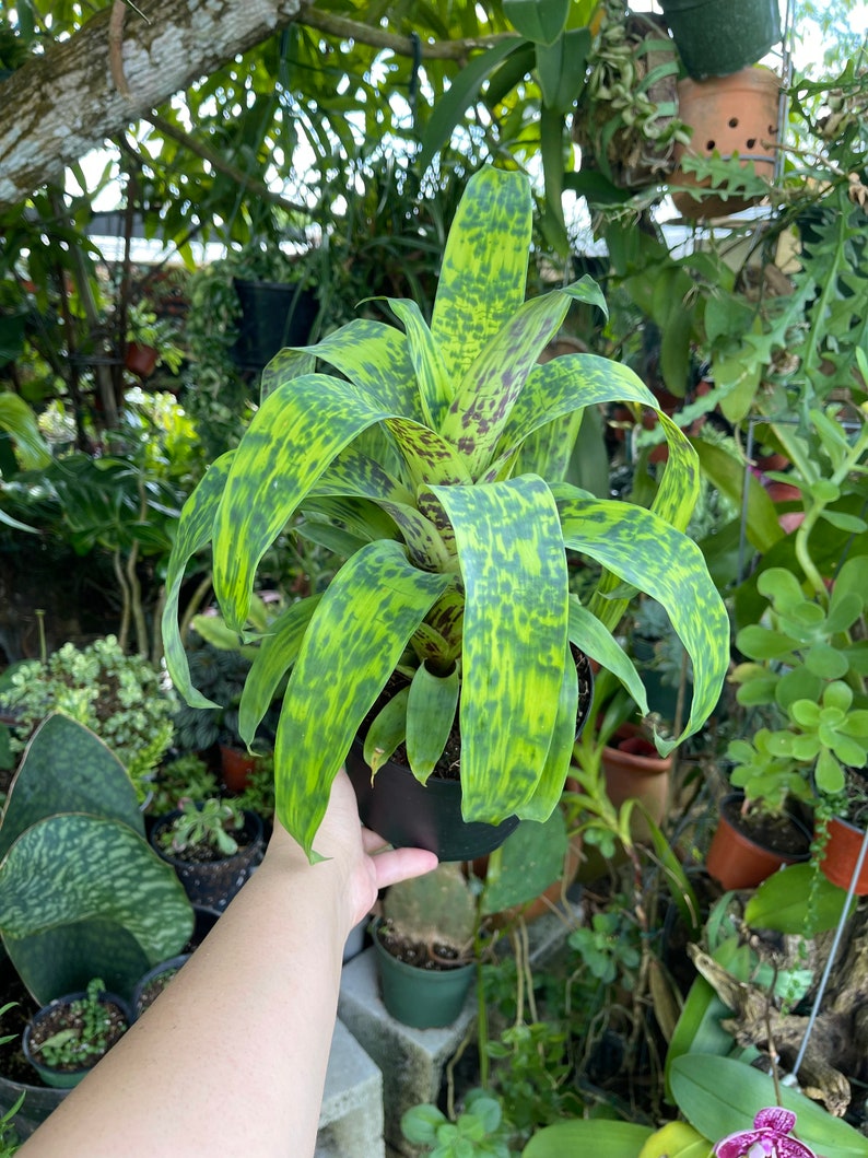 6 Vriesea Batik Rare Bromeliad Live Plant image 6