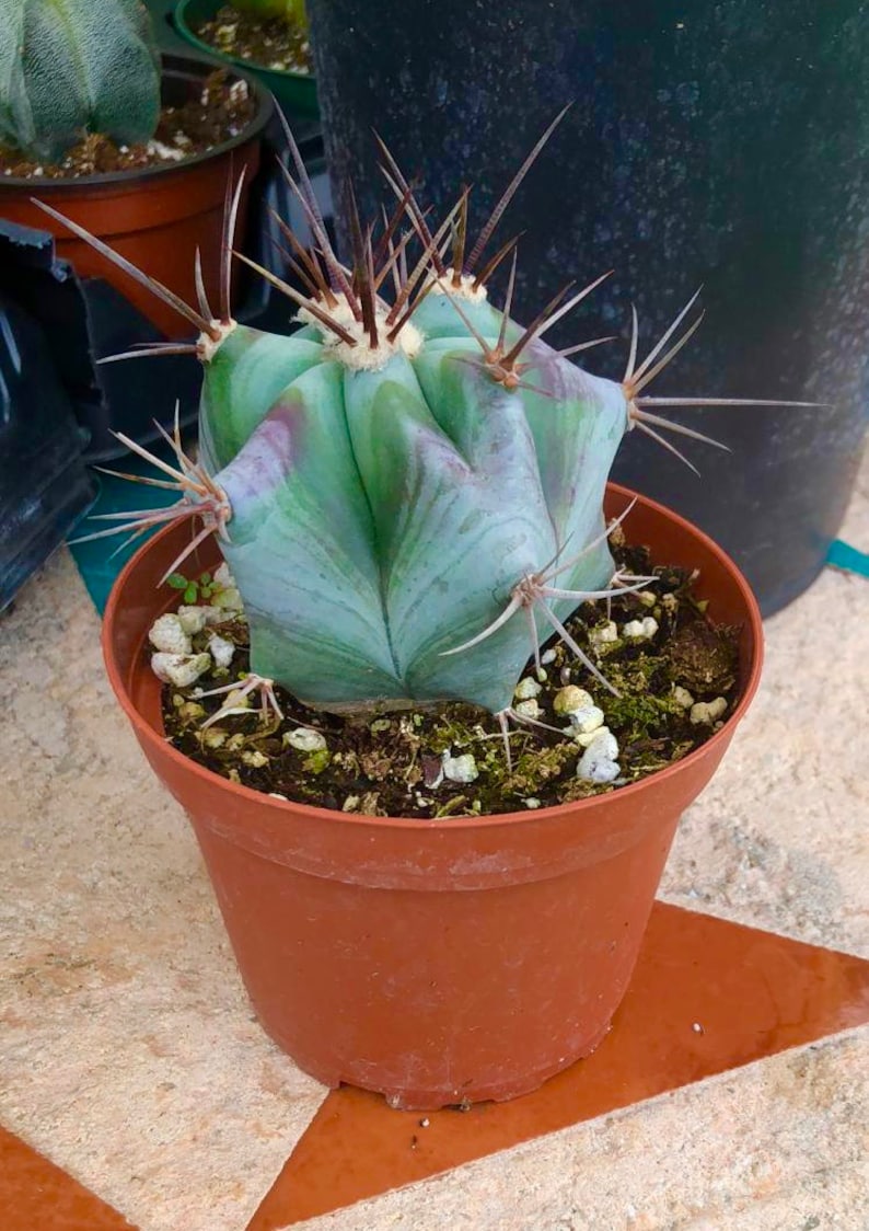 Purple Variegated Ferocactus Emoryi Covillei Blue Barrel Cactus Rare Succulent Live Plant image 2