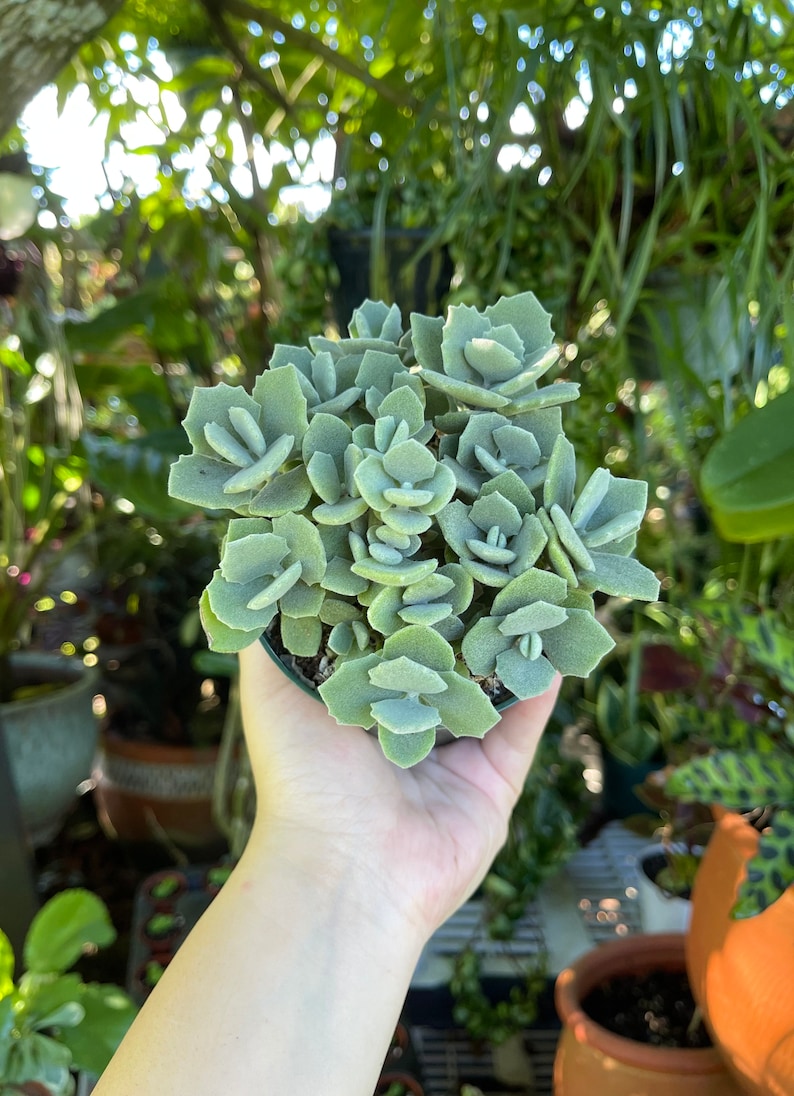 LilyParadiseFlowers Kalanchoe Millotii Succulent - Thumbnail 2