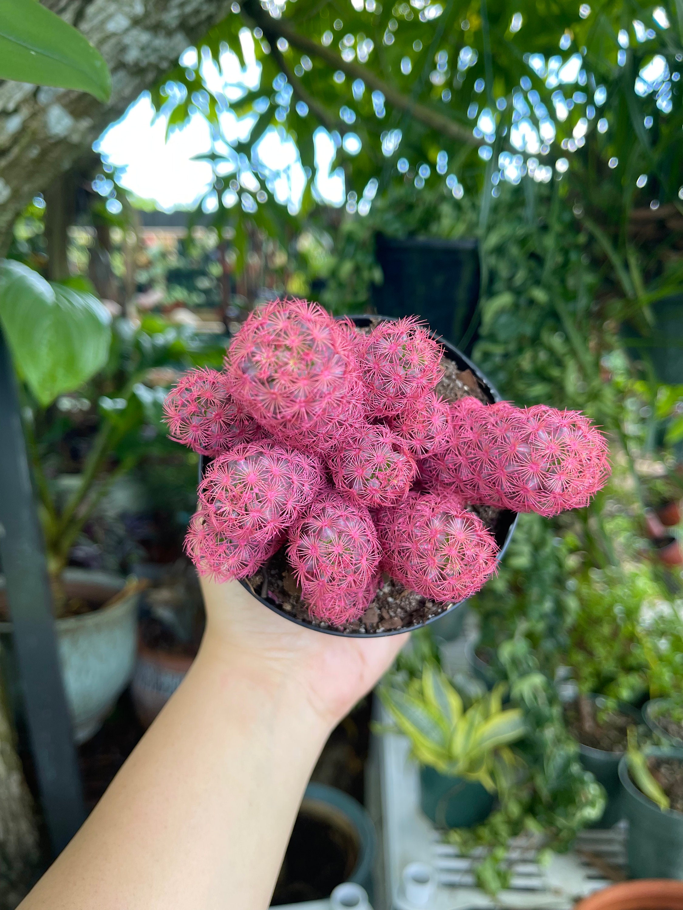 Pink Desert Gems Cactus Rare Succulent Live Plant Etsy