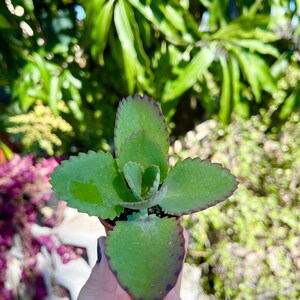 Peut inclure: Une petite plante succulente verte avec des bords festonn&eacute;s sur les feuilles, poussant dans un petit pot brun.