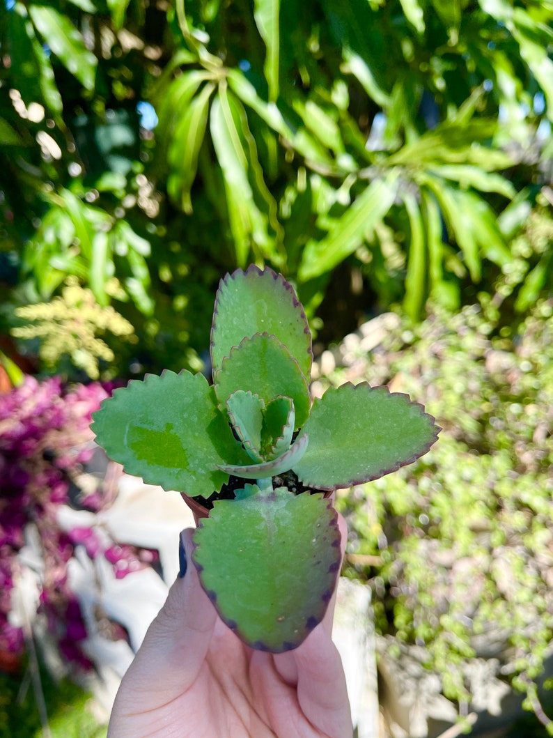 Peut inclure: Une petite plante succulente verte avec des bords festonn&eacute;s sur les feuilles, poussant dans un petit pot brun.