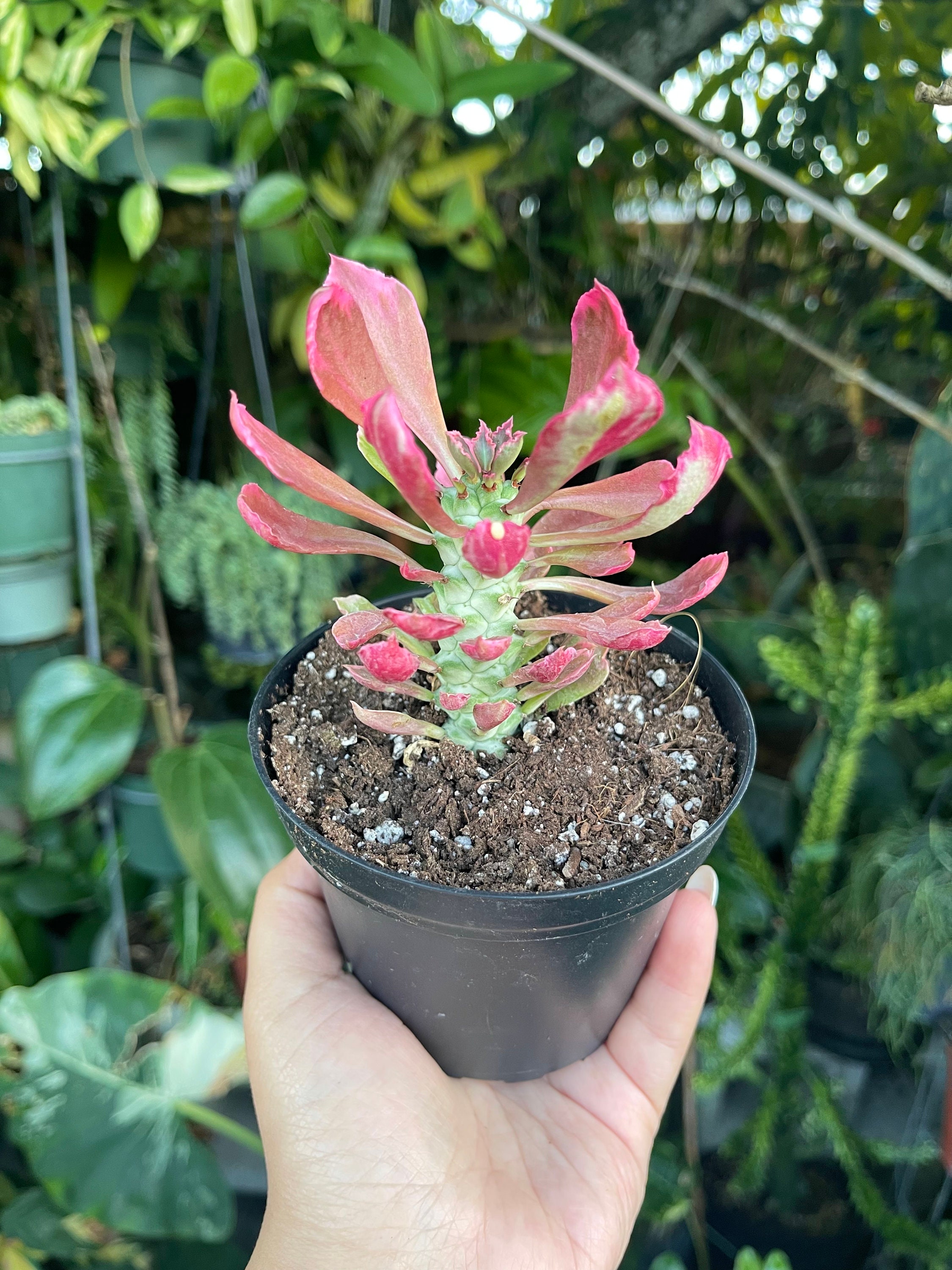 Euphorbia Monadenium Stapelioides F. Variegata Rare Succulent Live Plant -  Etsy