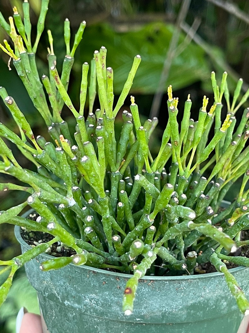 Rhipsalis Hatiora Salicornioides Dancing Bones Cactus Rare Succulent Live Cacti Plant image 5