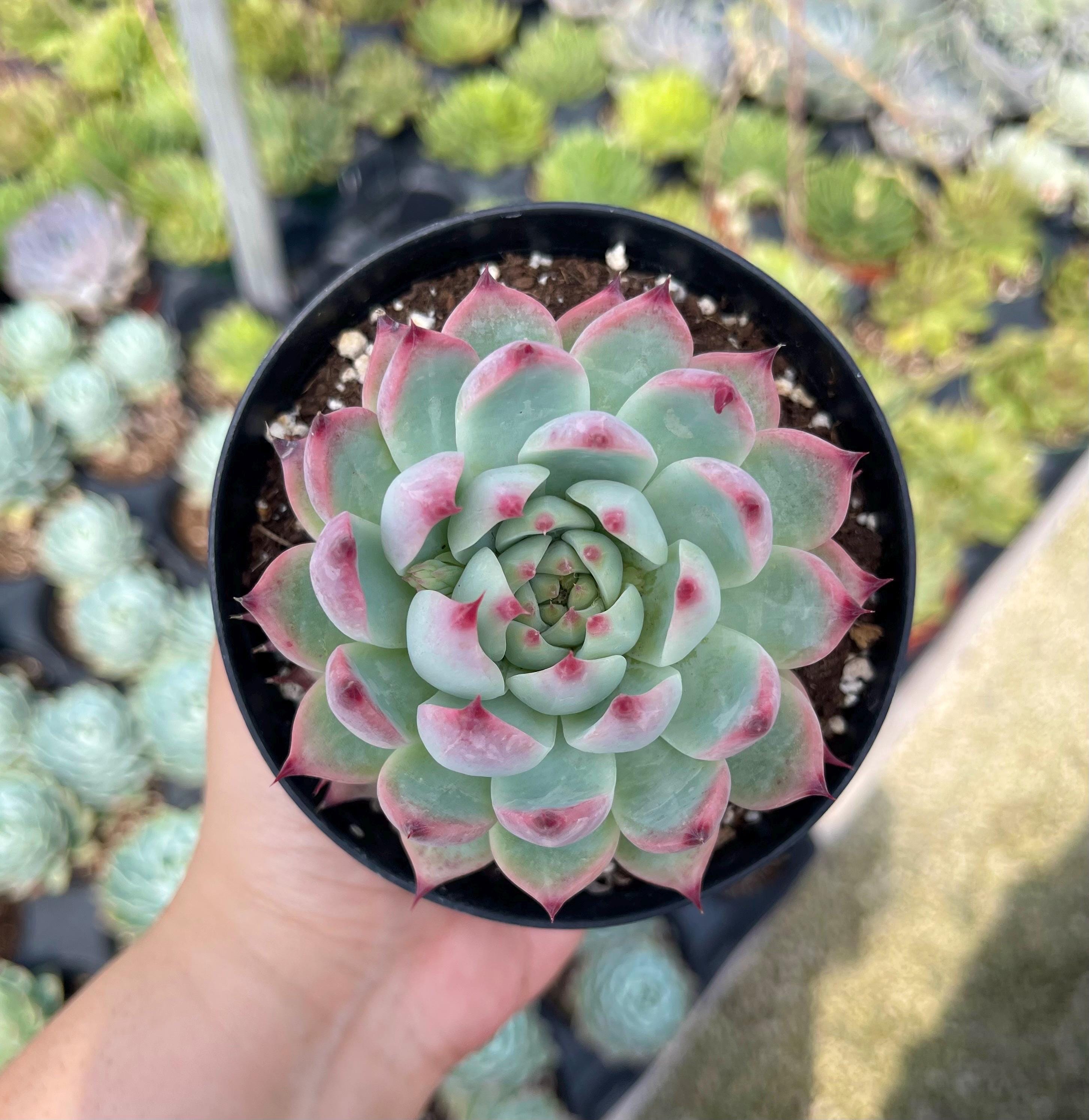 Echeveria Colorata 'mexican Giant' Rare Succulent Live Plant - Etsy